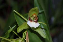 Coelogyne marmorata Rchb. fil. resmi