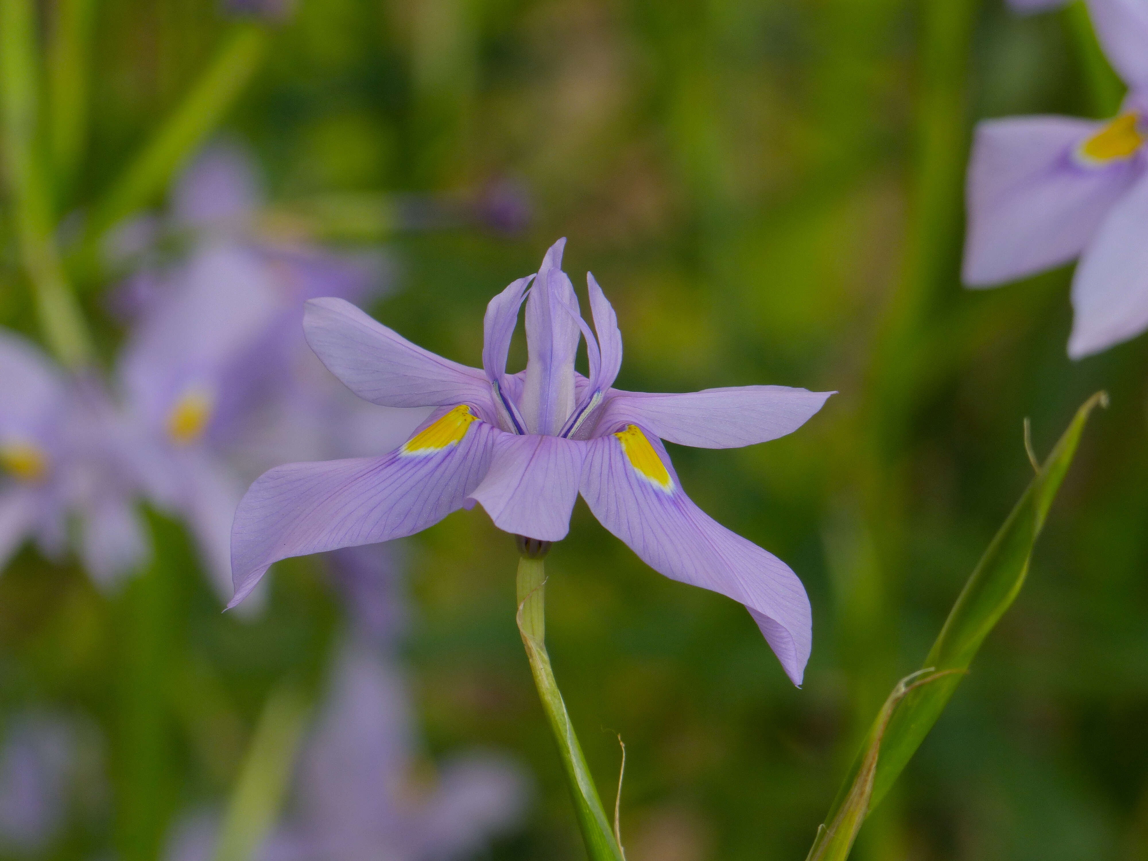 Image of blue-tulip