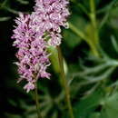 Image of Common spotted orchid