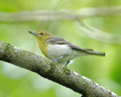 Image of Vireo Vieillot 1808