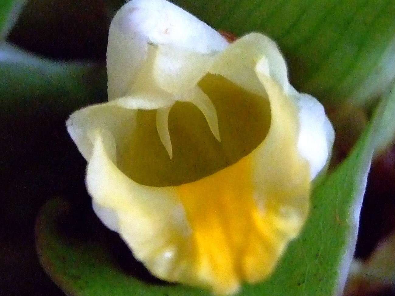 Image of curcuma