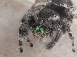 Image of Jumping Spiders