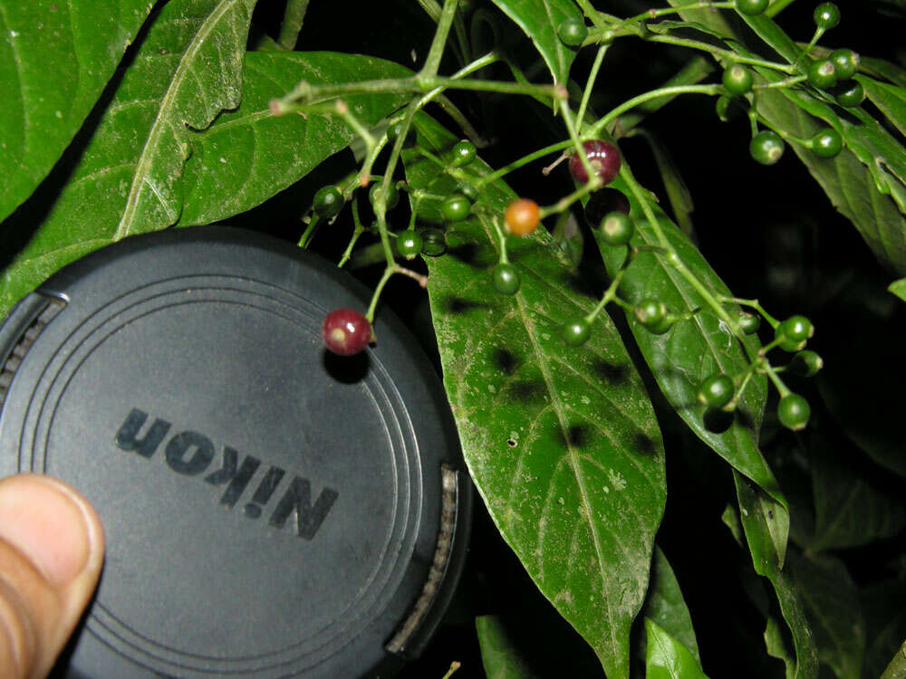 Image of Psychotria marginata Sw.