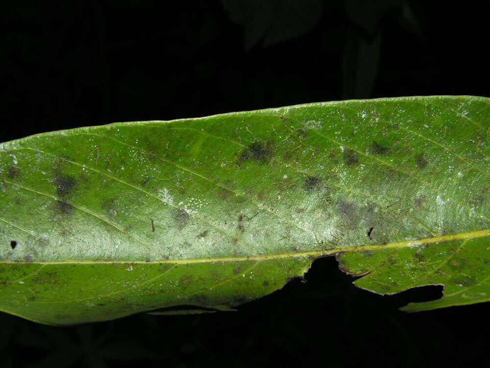 Sivun Licania corniculata G. T. Prance kuva