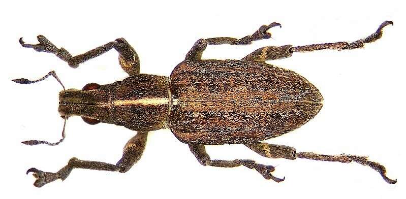 Image of Broad-nosed Weevils