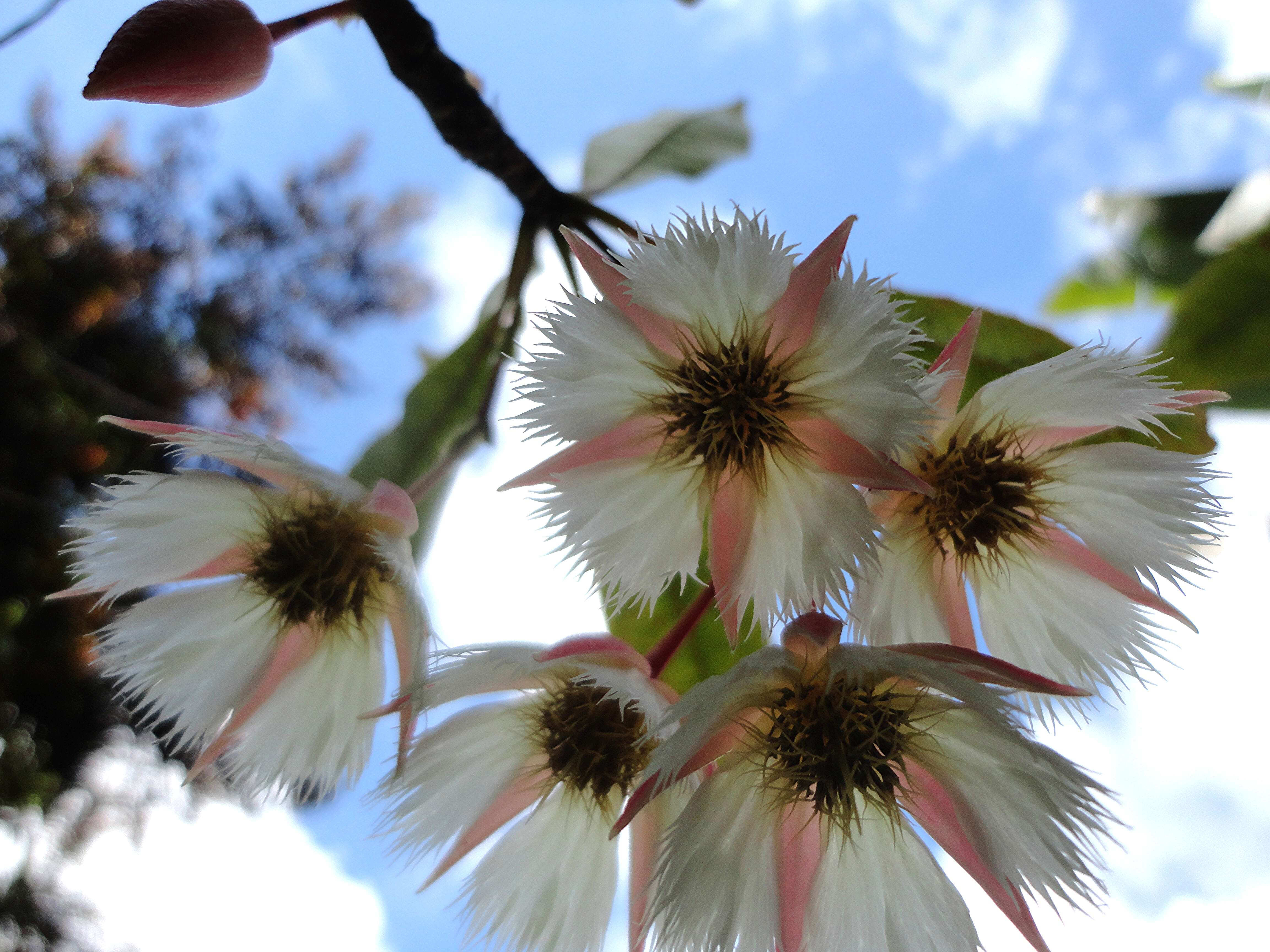 Image of Elaeocarpus grandiflorus J. E. Smith