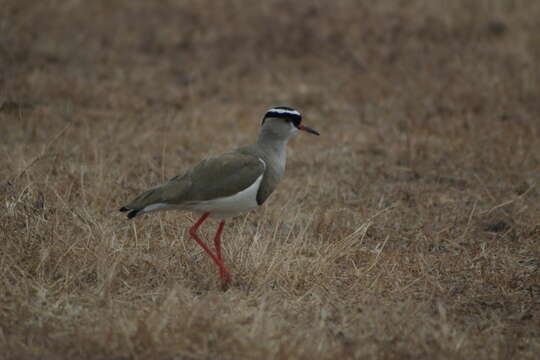 صورة Vanellus coronatus (Boddaert 1783)