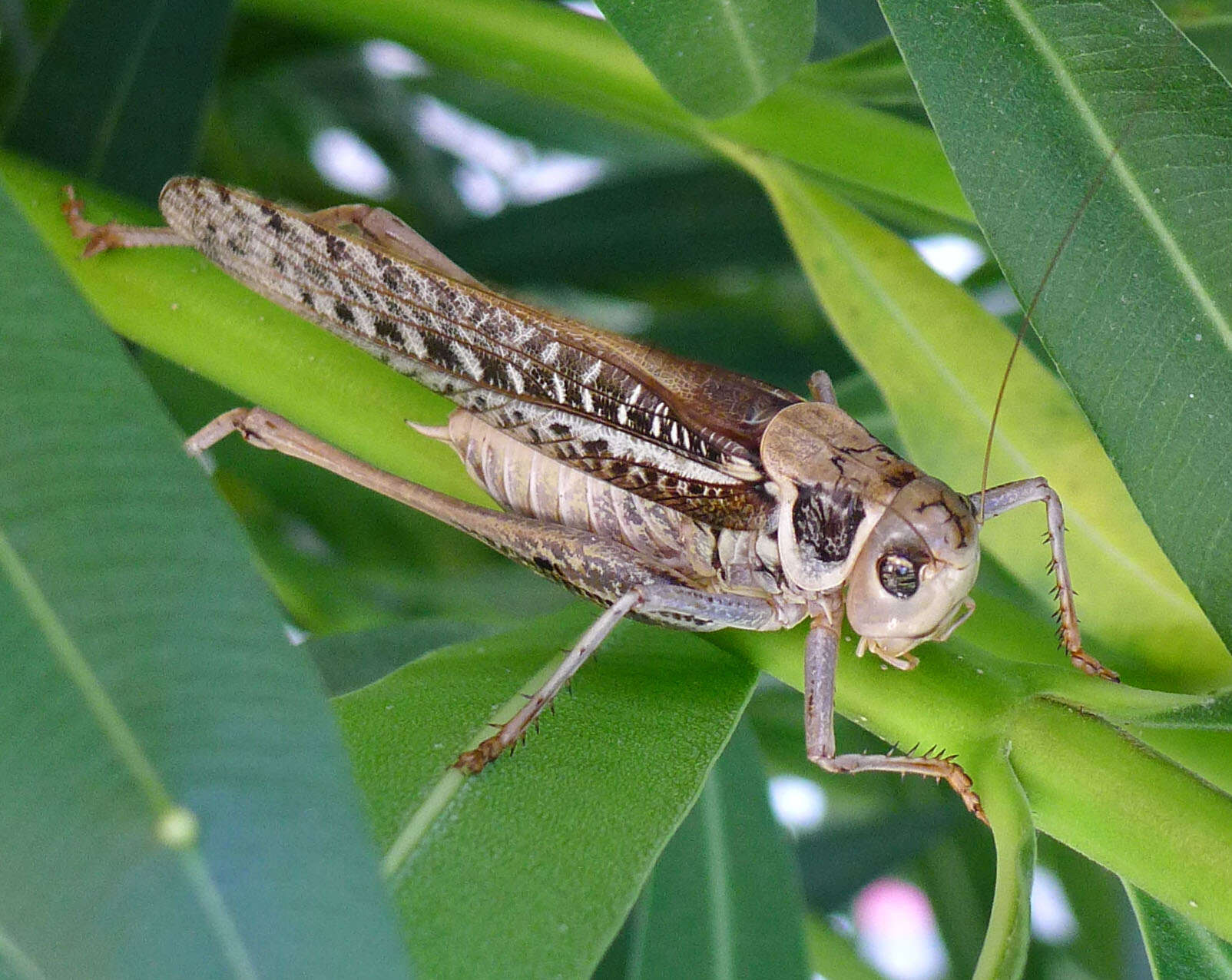 Image of Decticus