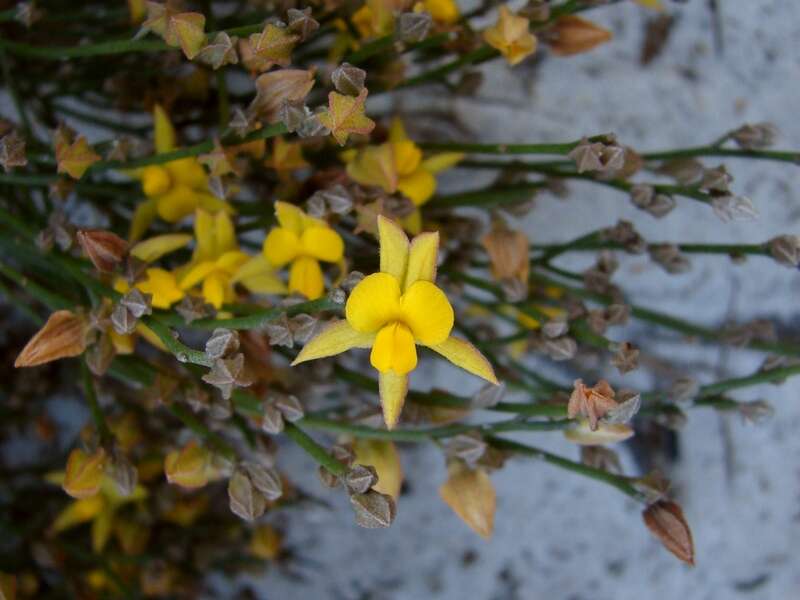Image of Jacksonia stackhousii F. Muell.