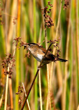 Image of Marsh Wren