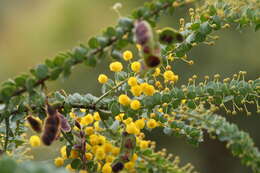 Image of Acacia cremiflora B. J. Conn & Tame