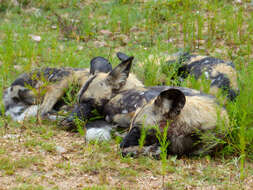 Image of African Wild Dog