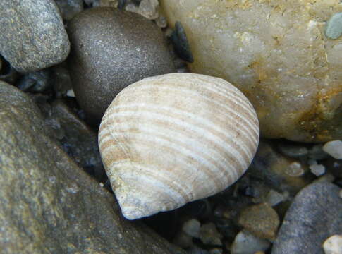 Image of Periwinkle snails