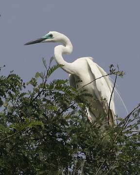 Image of Great Egret