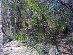 Image of Bushy needlebush