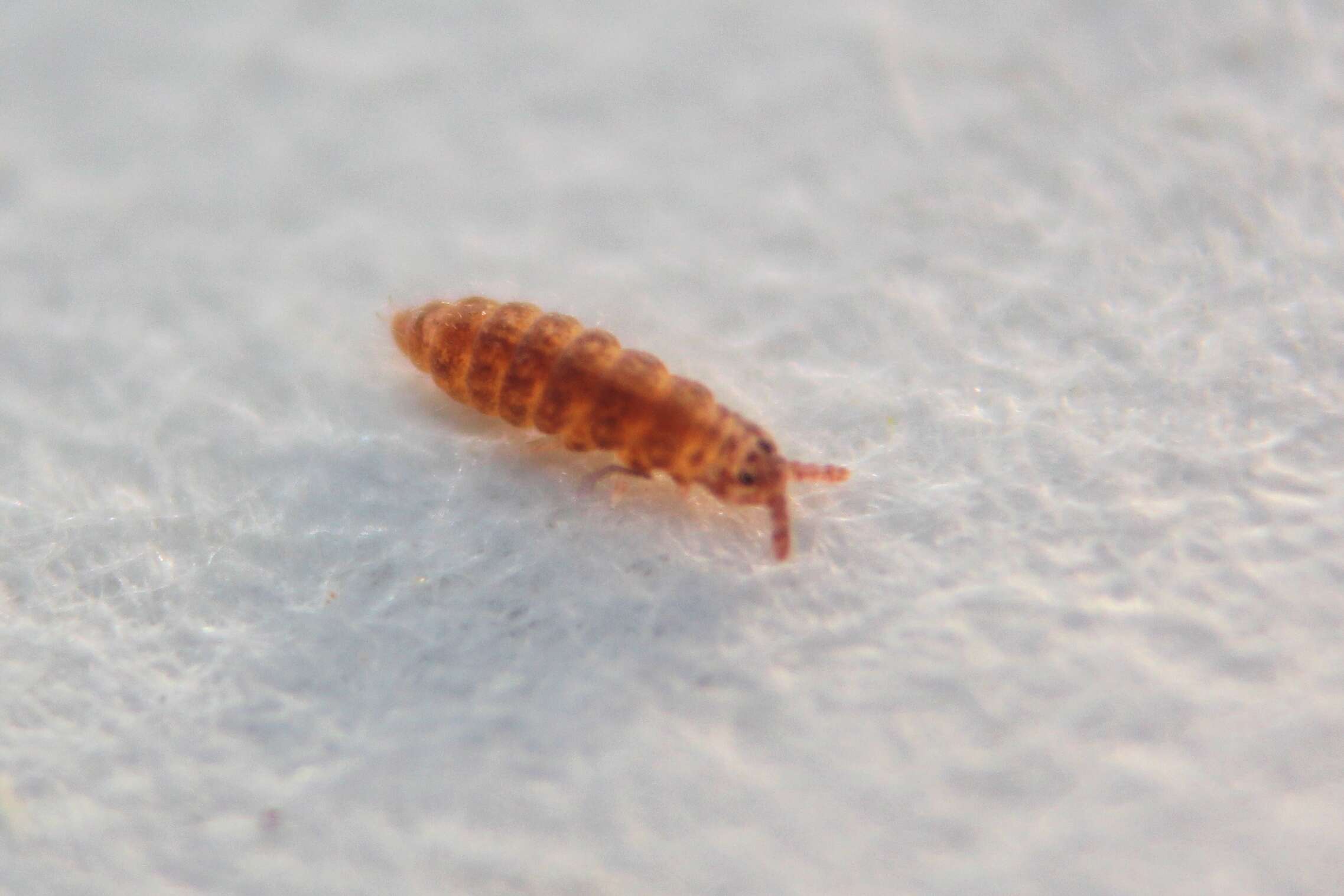 Image of elongate-bodied springtails