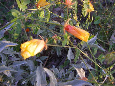 Image of Arizona poppy