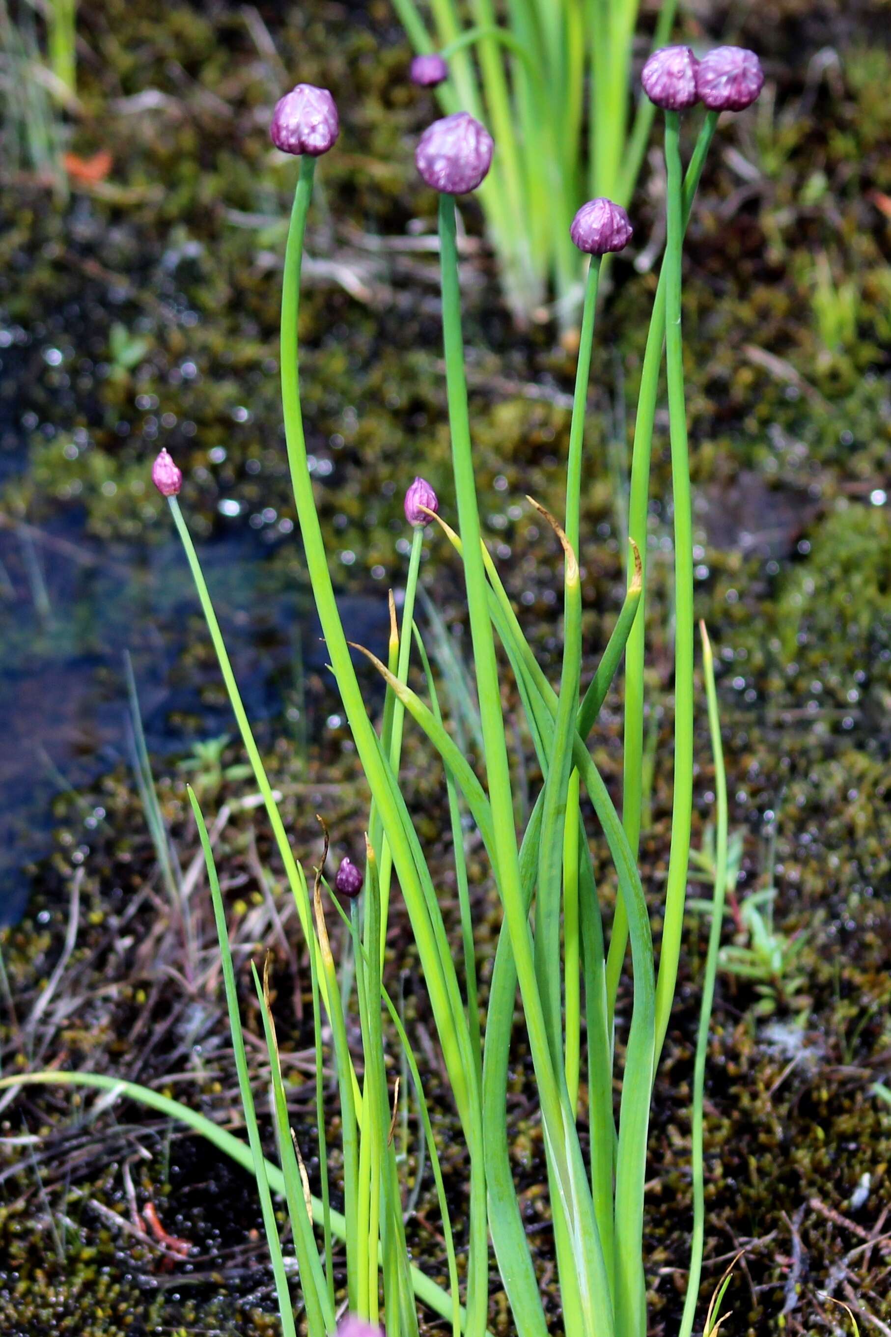 Image of Onions