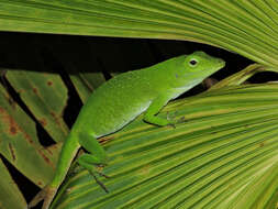 Imagem de Anolis biporcatus (Wiegmann 1834)