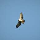 Image de Aigle noir et blanc