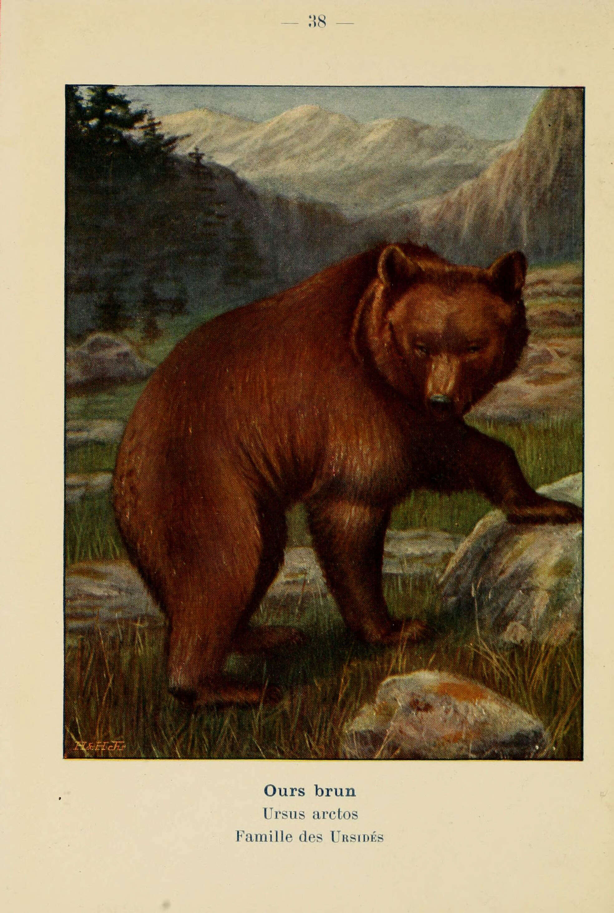 Image of Ursus Linnaeus 1758