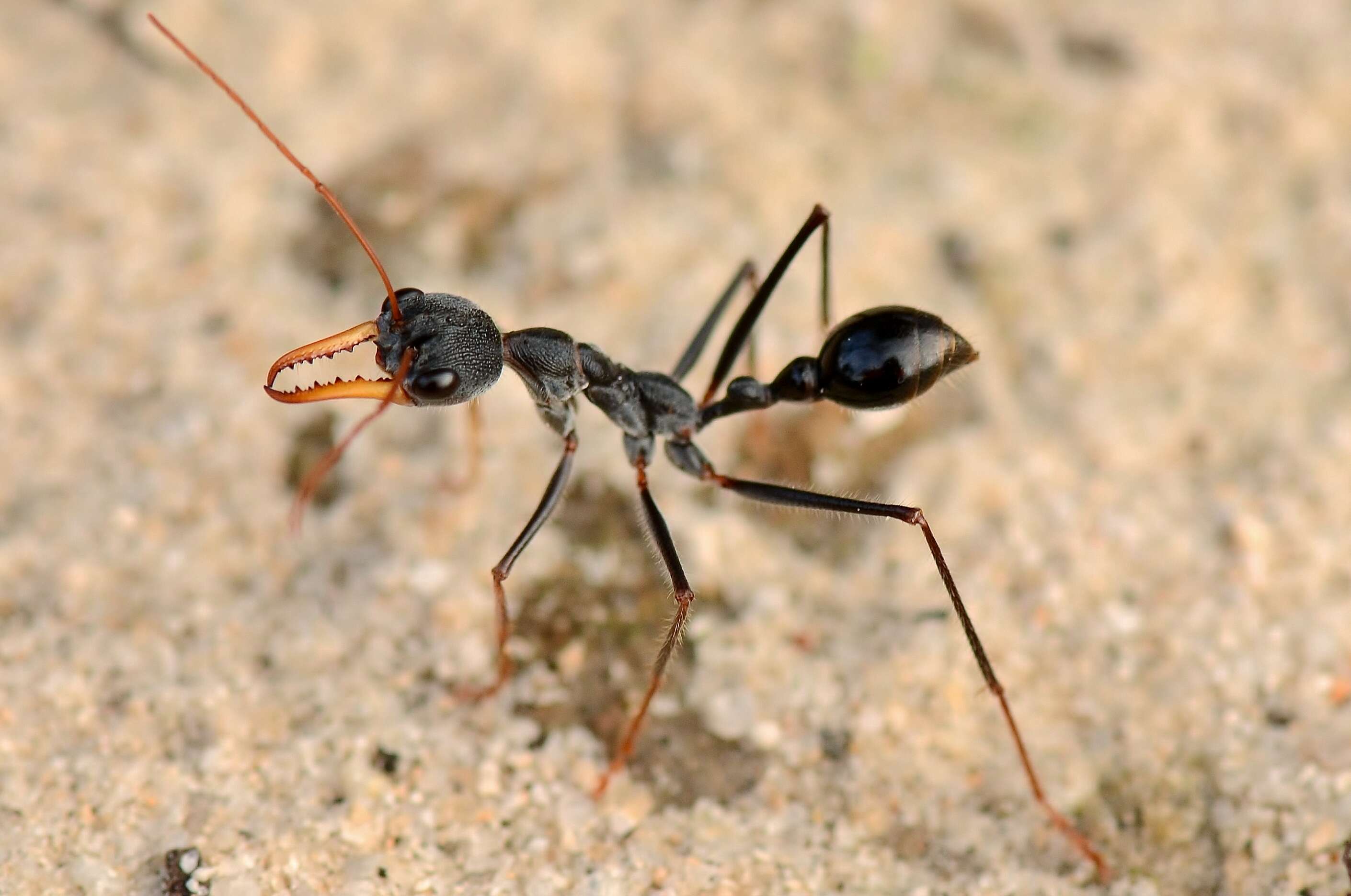 Image of Myrmecia rubripes Clark 1951