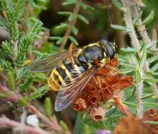 صورة Sericomyia silentis (Harris 1776)