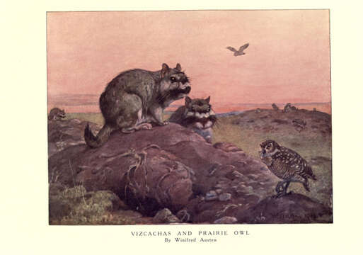 Image of Plains viscachas