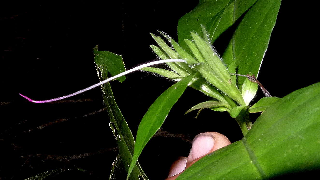 Image of Ruellia affinis (Schrad.) Lindau