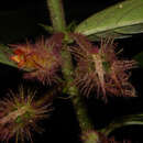 Image of Columnea segregata B. D. Morley