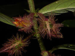 Image of Columnea segregata B. D. Morley