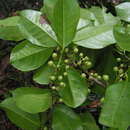 Image de Ilex sapotifolia Reiss.