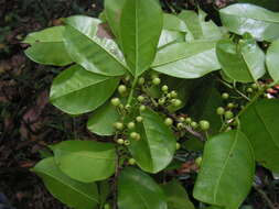 Ilex sapotifolia Reiss. resmi