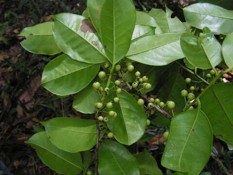 Image de Ilex sapotifolia Reiss.