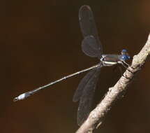 Image of Archilestes Selys 1862