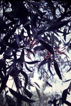 Слика од Dendrophthoe glabrescens (Blakely) Barlow