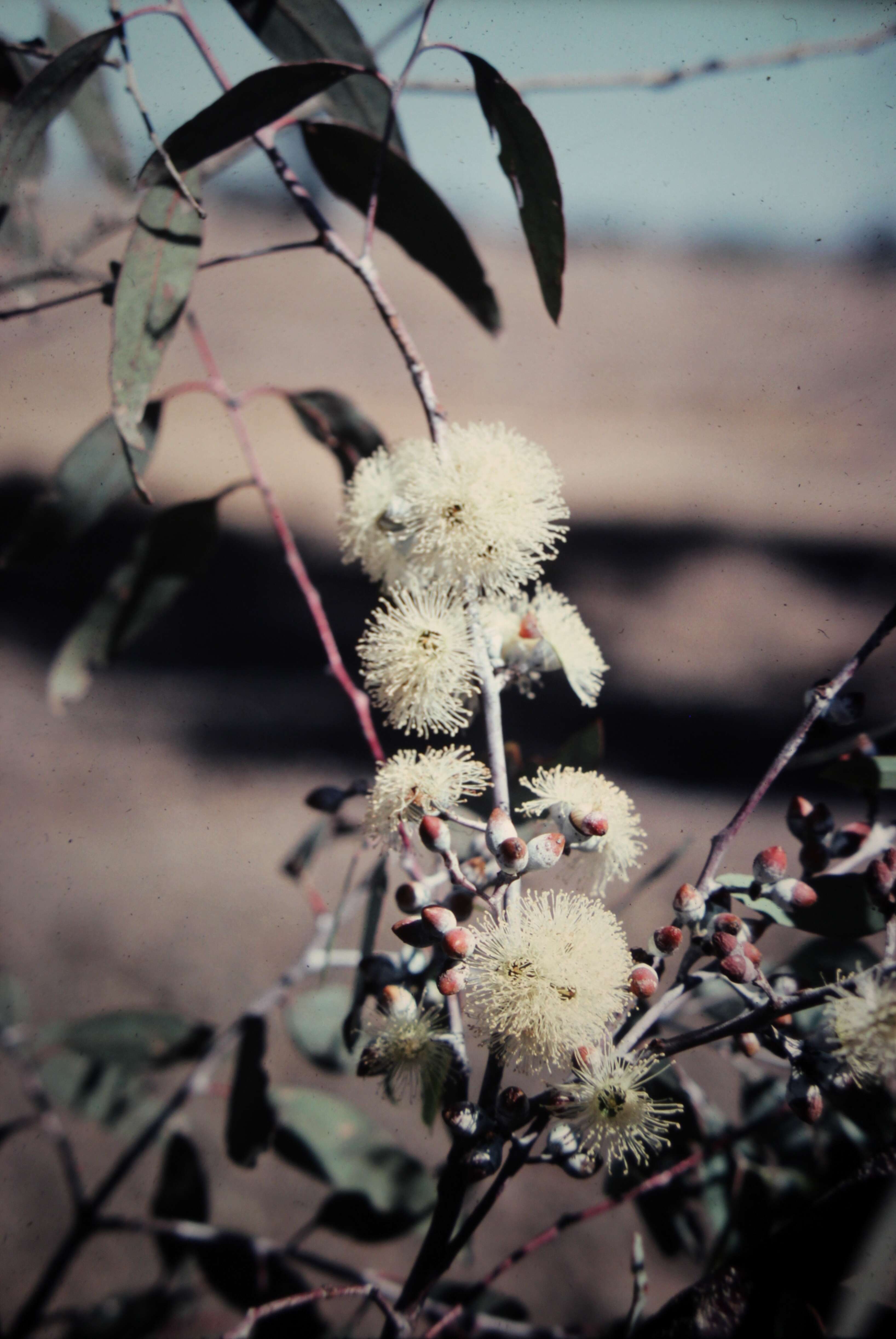 Imagem de Eucalyptus campaspe S. Moore