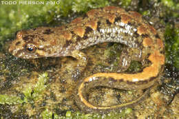 Desmognathus ocoee Nicholls 1949 resmi