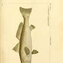 Image of Stripped weakfish