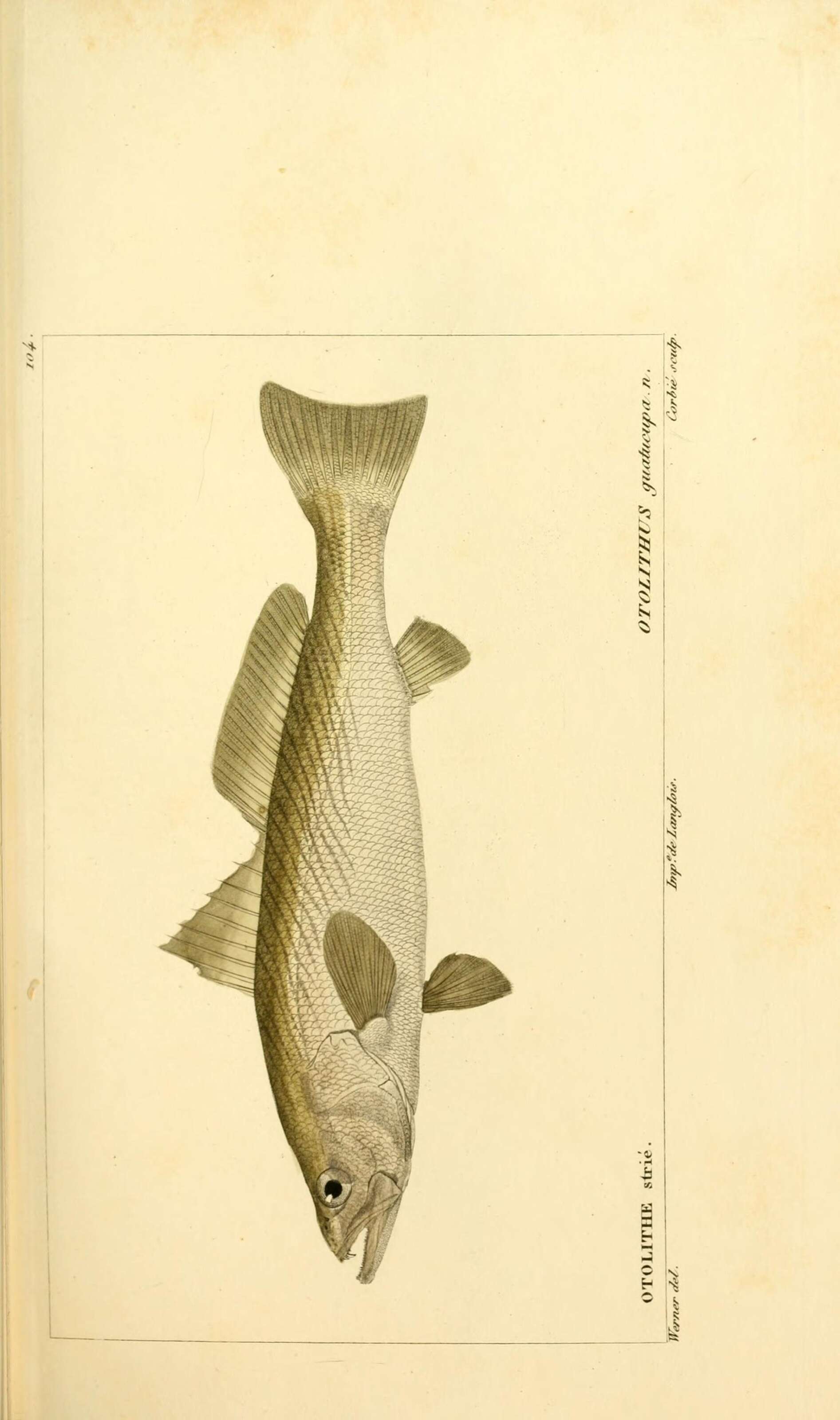 Image of Stripped weakfish