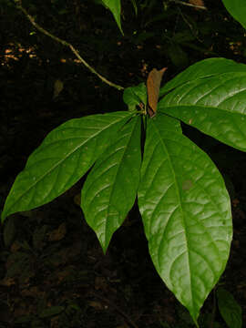 صورة Aegiphila costaricensis Moldenke