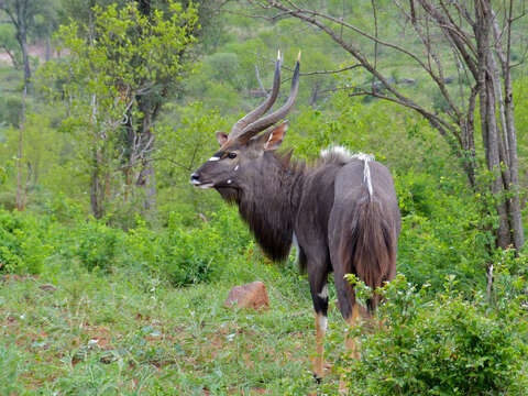 Image of Spiral-horned Antelope