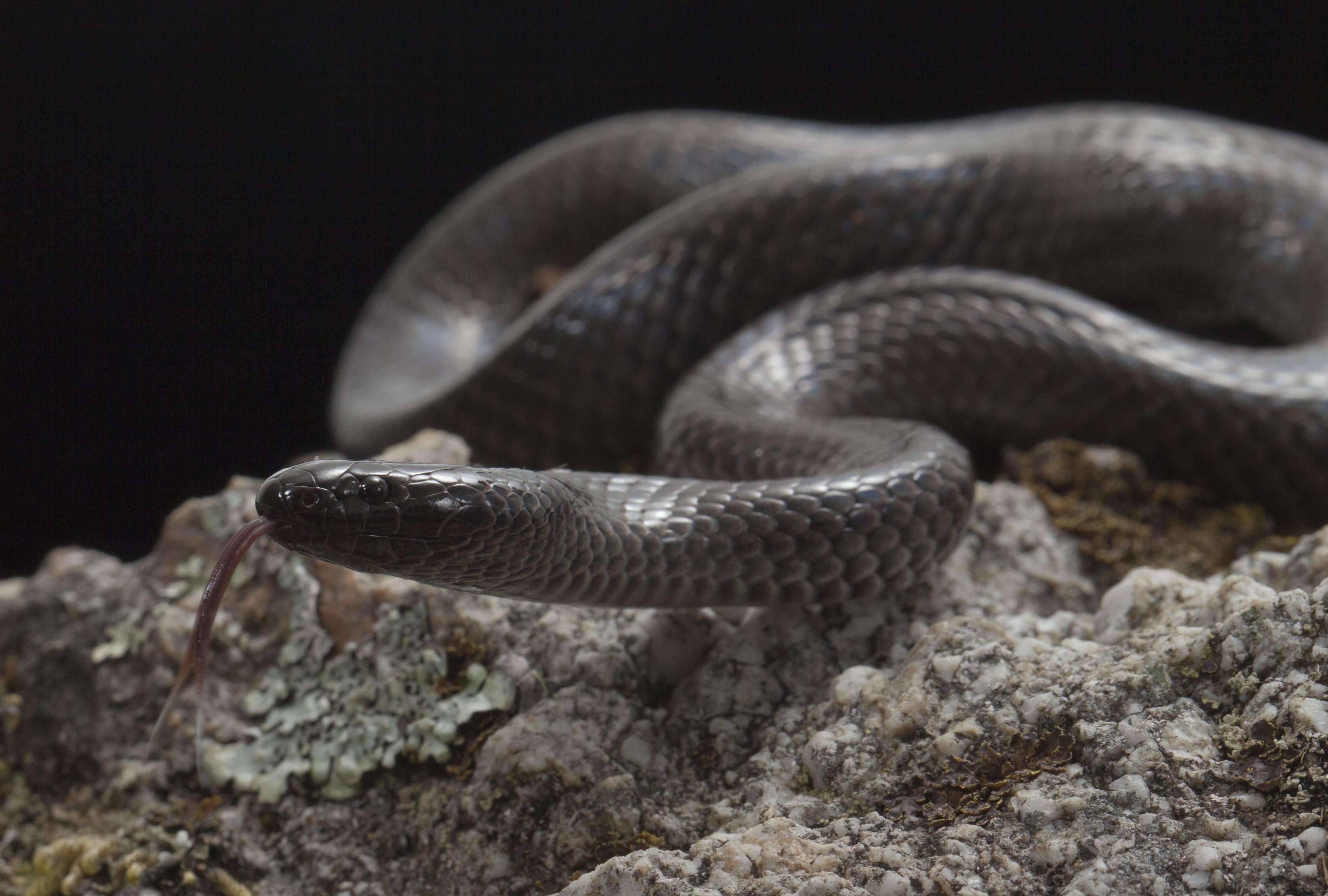 Image of Cryptophis Worrell 1961