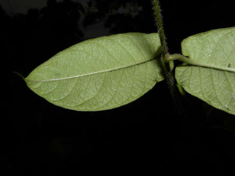 Image of rocktrumpet