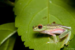 Image of Boulenger's Tree Frog