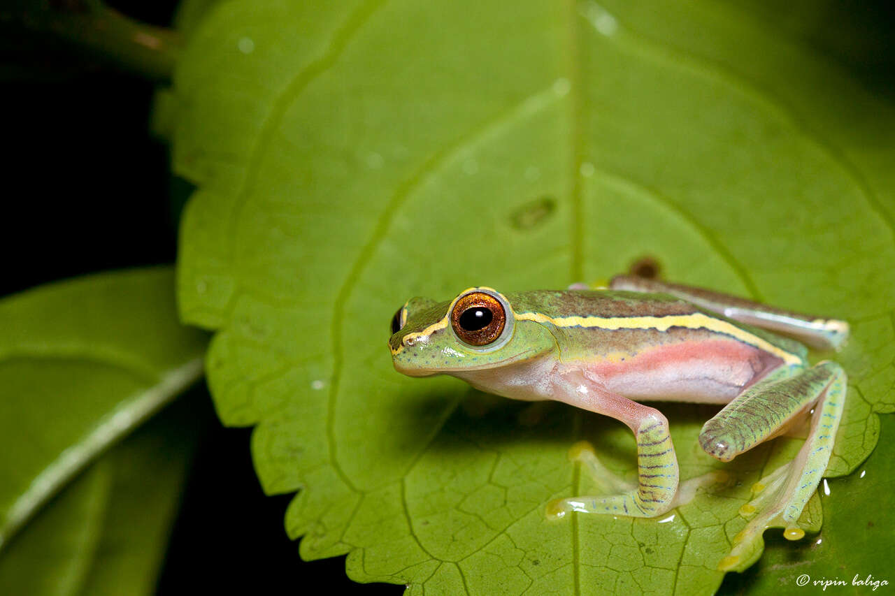 Imagem de Rhacophorus lateralis Boulenger 1883