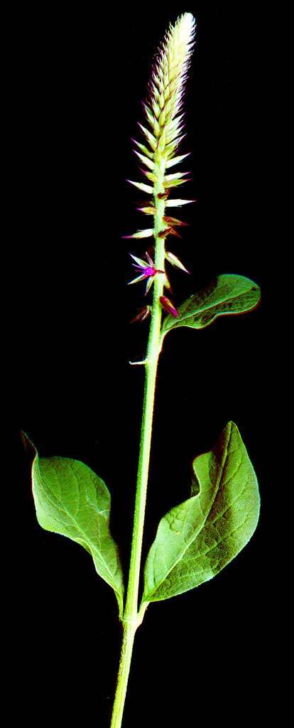 Image of Chaff-flower