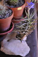 Image of Tillandsia bergeri Mez