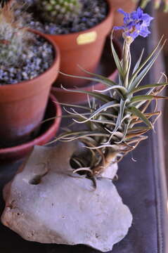 Image of Tillandsia bergeri Mez