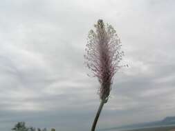 Image of Hoary Plantain